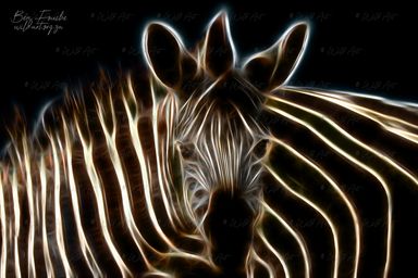 Zebra Twin (Limited Edition) Only one item