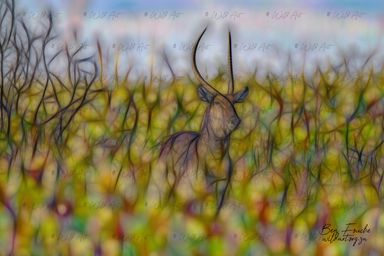 Waterbuck