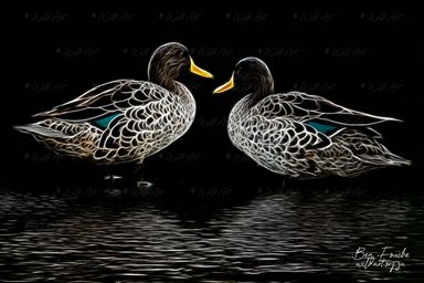 Yellow-billed Ducks