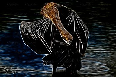 African Darter (Limited Edition) Only one item