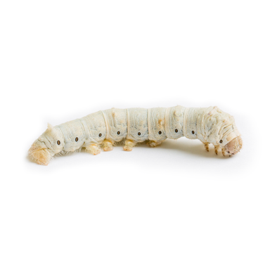 Medium Silkworms