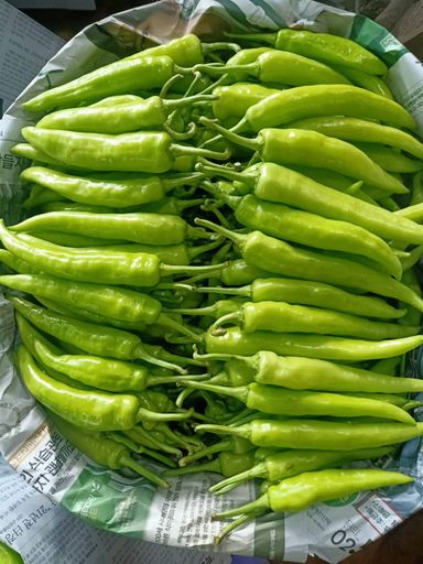 Large Green Chilli / Cili Hijau Besar / 大青辣椒