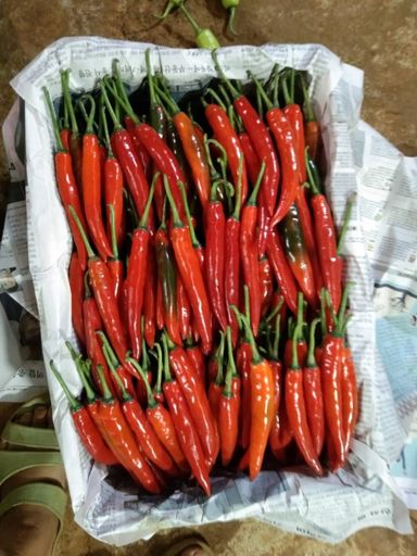 Large Red Chilli / Cili Besar Merah / 大红辣椒