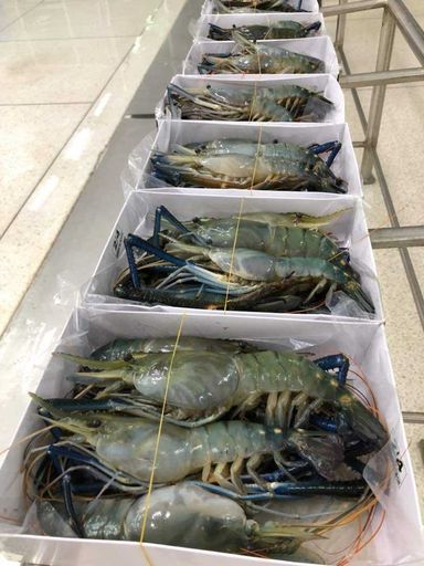 FRESH WATER PRAWN 