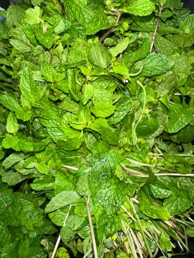 Daun Pudina (Mint) 薄荷