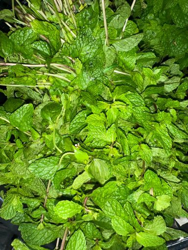 Daun Pudina (Mint) 薄荷