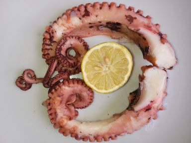 Octopus 