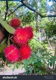 Rambutan