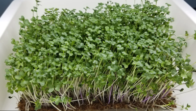 Superfood Microgreen Mix