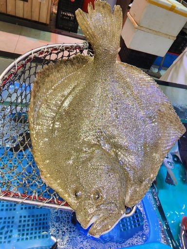 游水多寶魚🐟(約14兩)