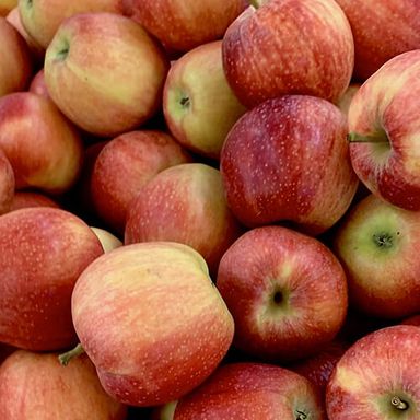 Apples Red 1.5kg