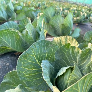 Cabbage (Bandha Kobi)