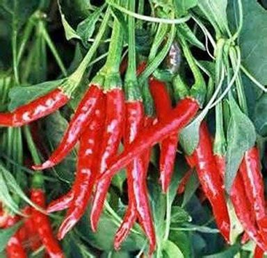 Chillies (Jolokia)