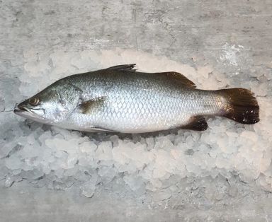 Fresh Seabass / Barramundi