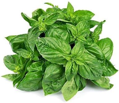 Herb Basil Leaves Fresh