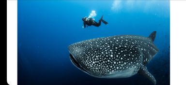 2 Tank Dive, Coiba - Deposit 