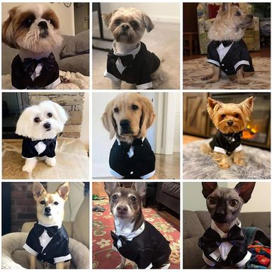 Dog Tuxedo Costume