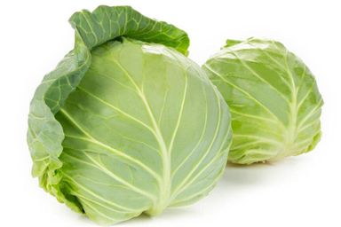 Cabbage 