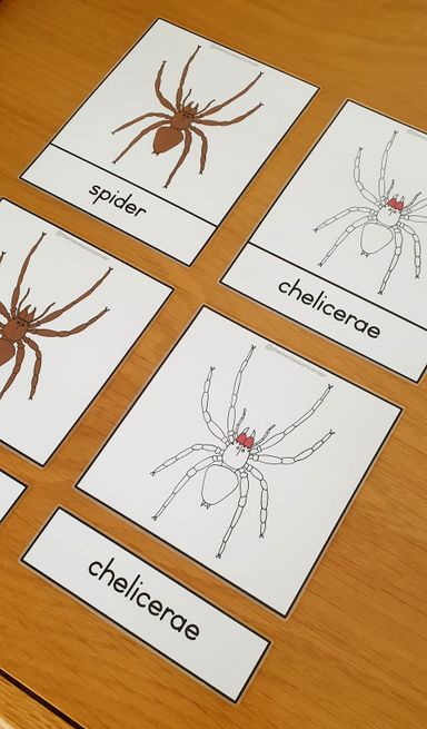 Nomenclature - spider