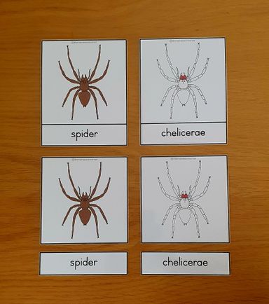 Nomenclature - spider