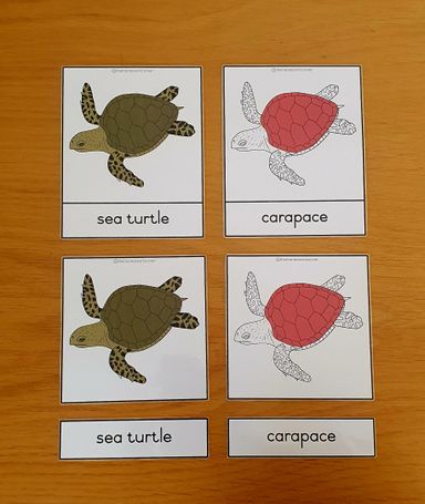 Nomenclature - sea turtle