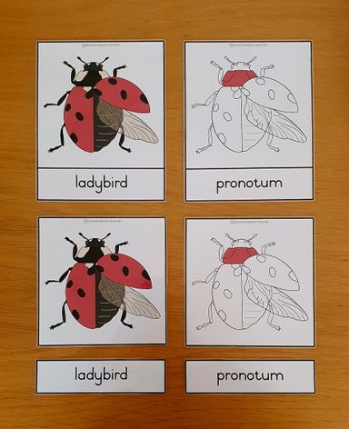 Nomenclature - ladybird