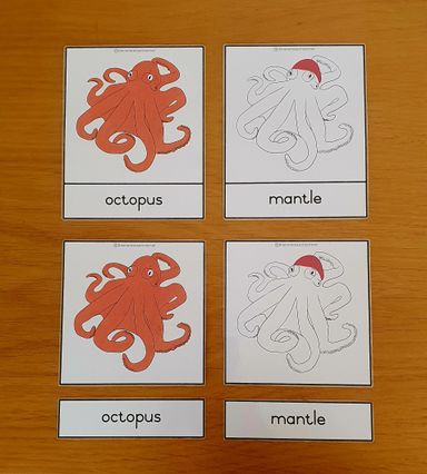 Nomenclature - octopus