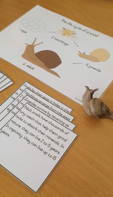 Life cycle cards - snail