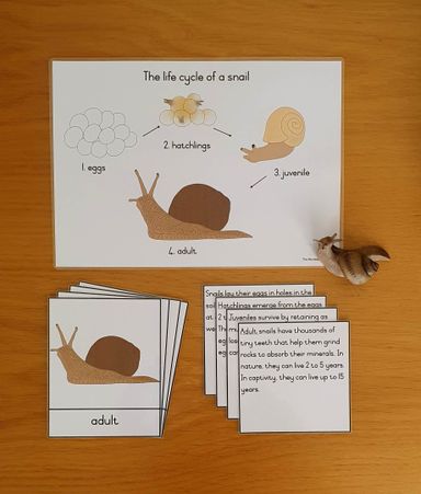 Life cycle cards - snail