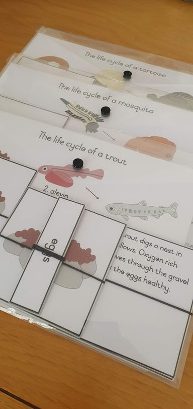 Life cycle cards - trout