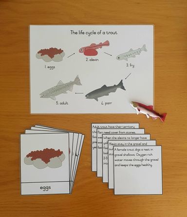 Life cycle cards - trout