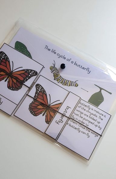 Life cycle cards - butterfly 