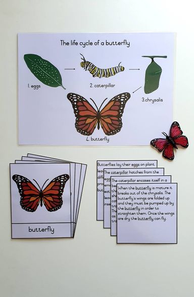 Life cycle cards - butterfly 