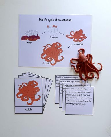 Life cycle cards - octopus