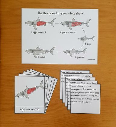 Life cycle cards - shark