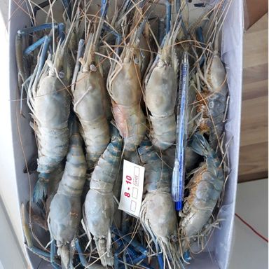 FRESH WATER PRAWN 