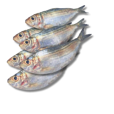 Fresh Sudaya Fish