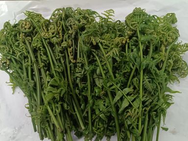 62. (New) PUCUK PAKU峇菇菜 (Wild Plant 野菜） 500g RM8 
