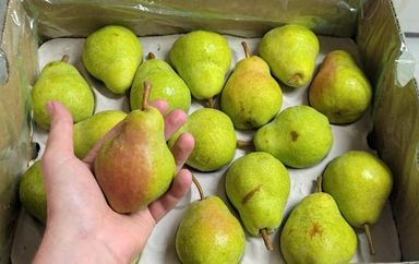 Pears