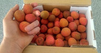 Litchis