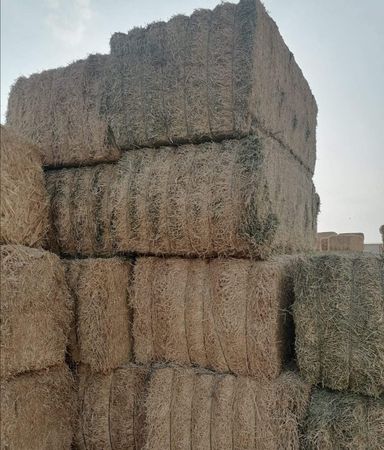 Alfalfa hay U.S.A       جت امریکی