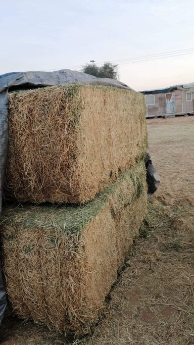 Alfalfa hay U.S.A       جت امریکی