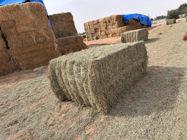 Rhodes grass Pakistan 500 kg رودس الباکستان