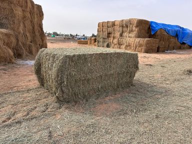 Rhodes grass Pakistan 500 kg رودس الباکستان