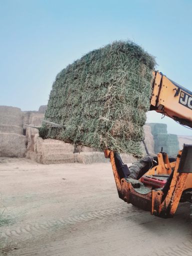 Rhodes grass Pakistan 320 kg رودس الباکستان 