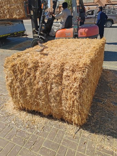 Straw Pakistan 350 kg قش قمعح الباکستان