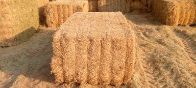 Straw Pakistan 350 kg قش قمعح الباکستان