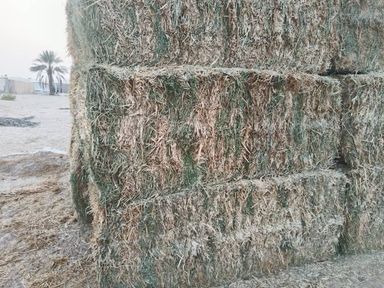 Straw alfa Alfa mix 500 kg جت تبن مخلوط 