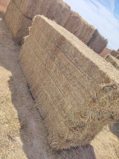 Ryegrass mix grass 750 kg الرای  جراس۔