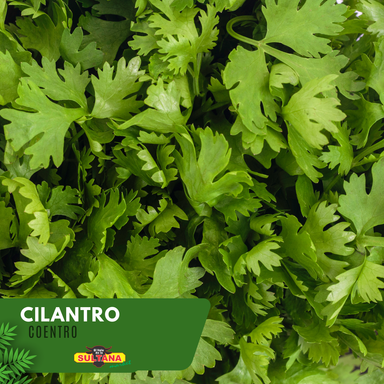 Cilantro 